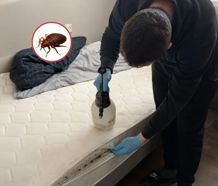 Technicien traitant un matelas contre les punaises de lit à Touquin